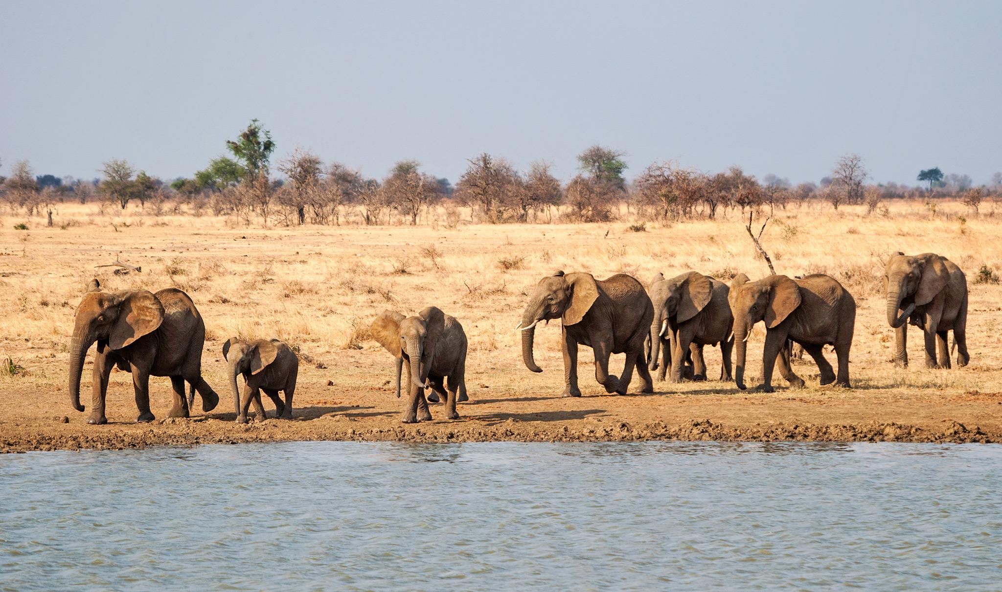 9 Days Southern Tanzania Safari Adventure 1 mikumi meeting featured